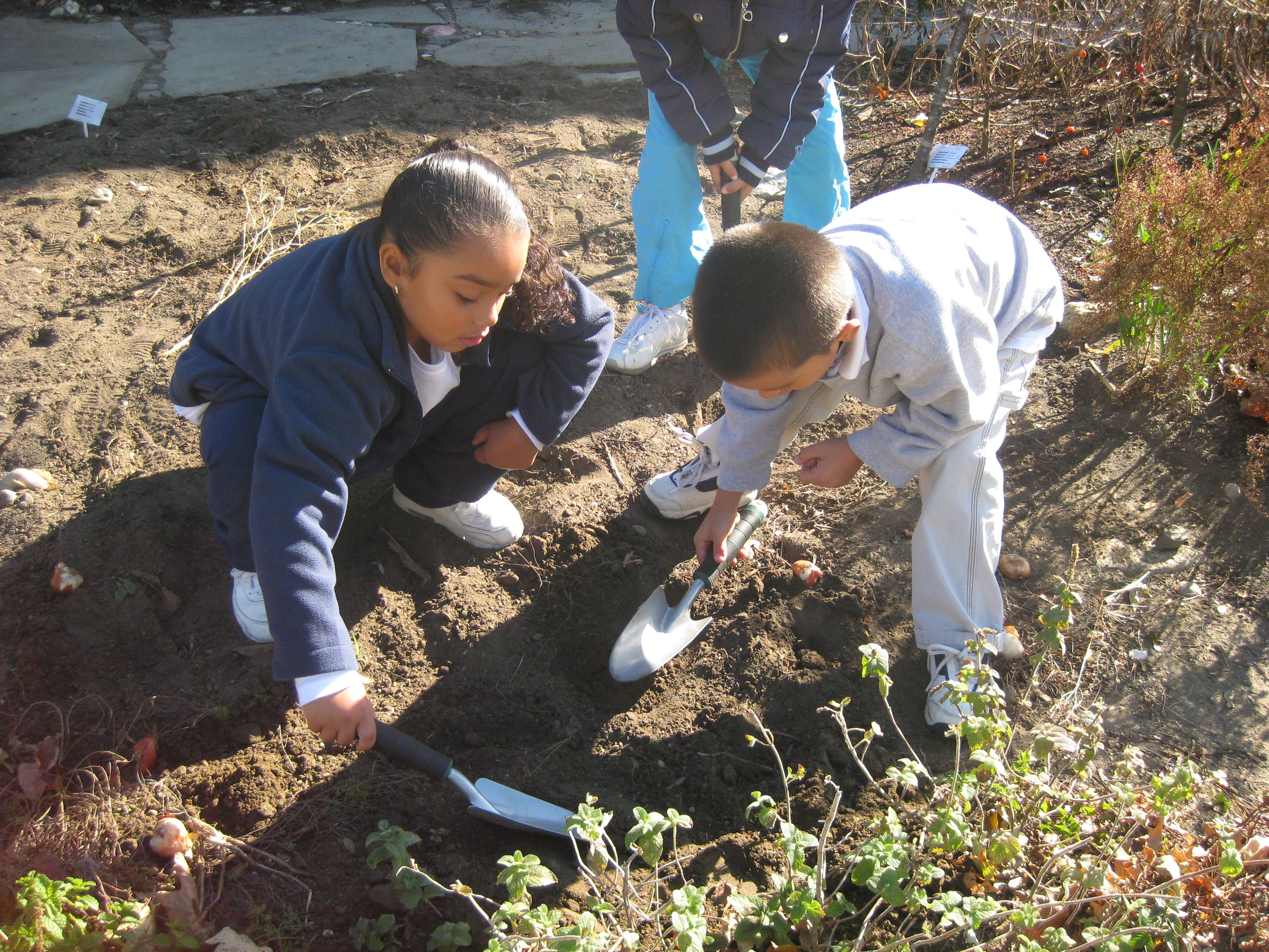 7. bulb planting