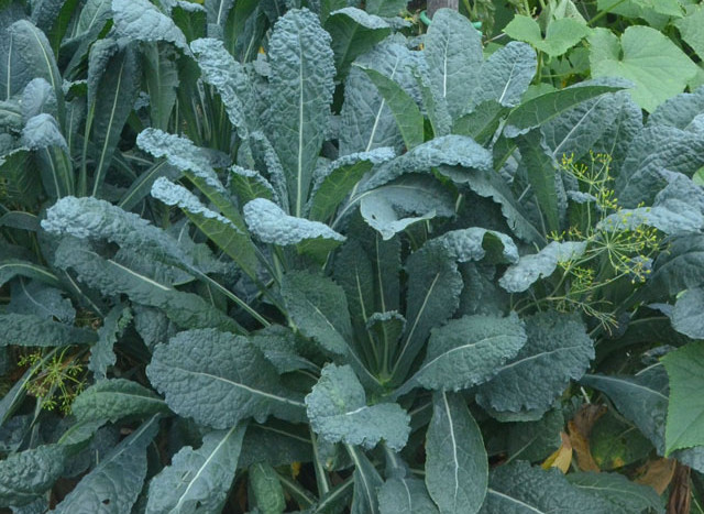 kale